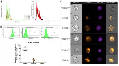 Extracellular Vesicles Derived From Human Corneal Endothelial Cells Inhibit Proliferation of Human Corneal Endothelial Cells